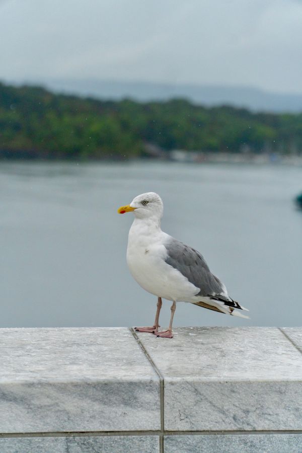 A seagull standing on a stone ledge by the water