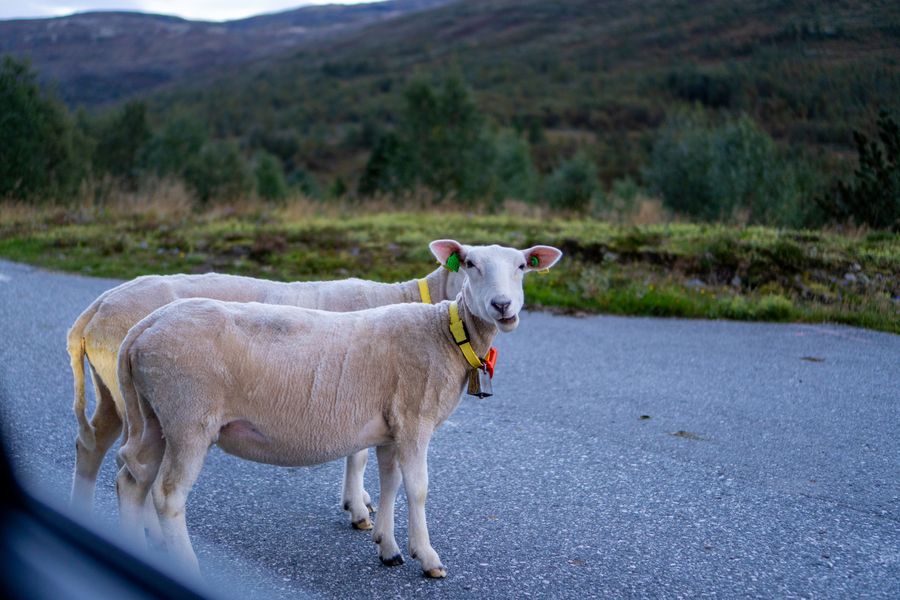 Two sheep standing on a mountain road, looking at the camera