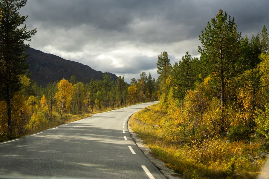 A quiet mountain road lined with autumn birches under a heavy sky