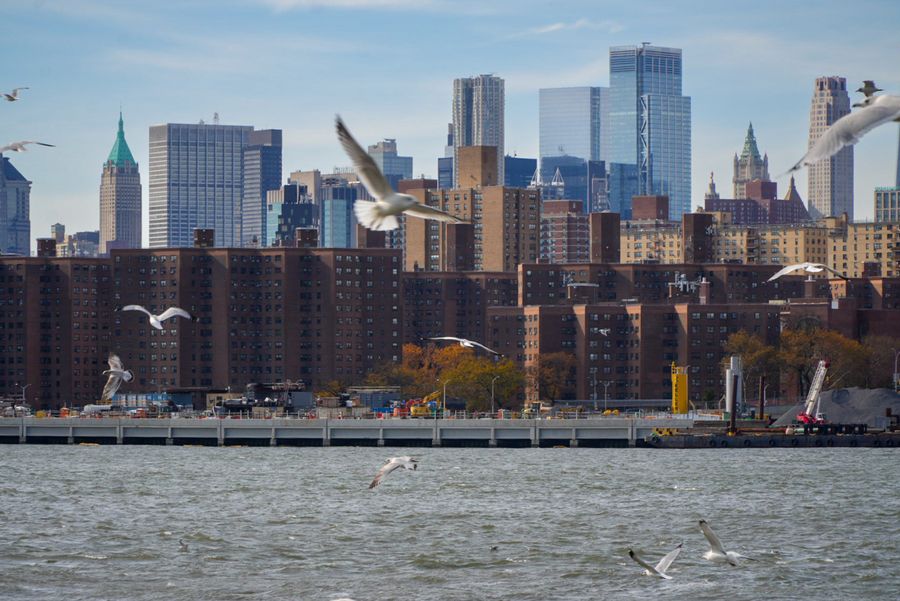 Seagulls flying over the water in front of a dense city skyline