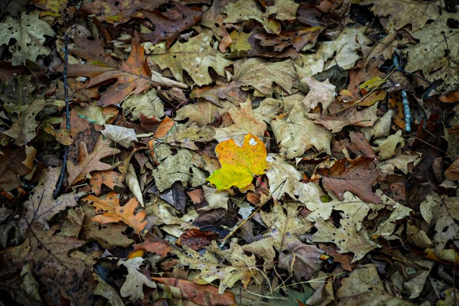 A single yellow leaf among brown fallen leaves