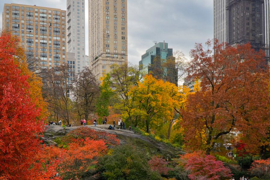 Autumn trees in red and gold beneath tall apartment buildings