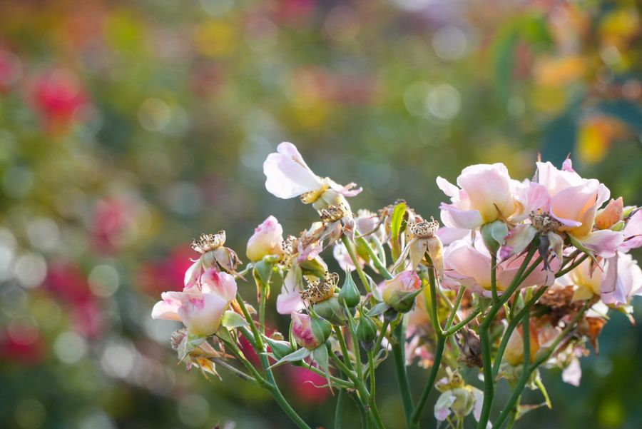 Soft pink roses with blurred autumn colours behind
