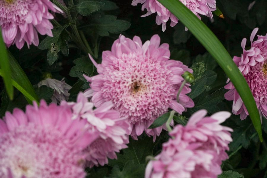 Pink chrysanthemums up close