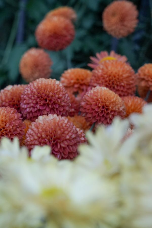 Orange pompom flowers above soft white blooms