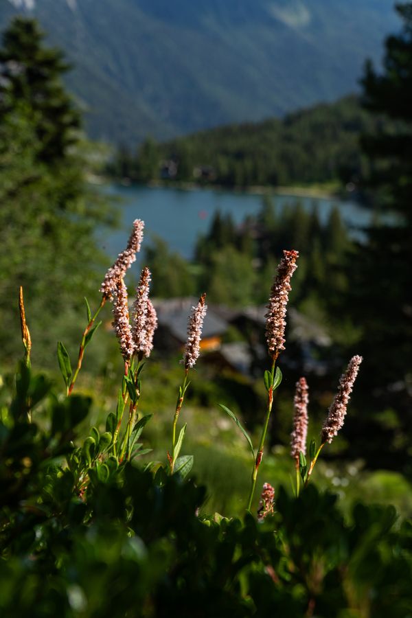 Pink wildflowers in front of a blurred mountain lake and forest